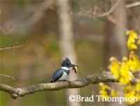 Bluebird Worm STH Winner