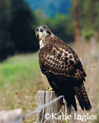 Bird Shoot the Hills Winner