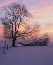 Tree on Rt 62