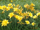 Daffail closeup