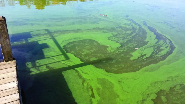 Cyanobacteria Toxic Algae Closeup