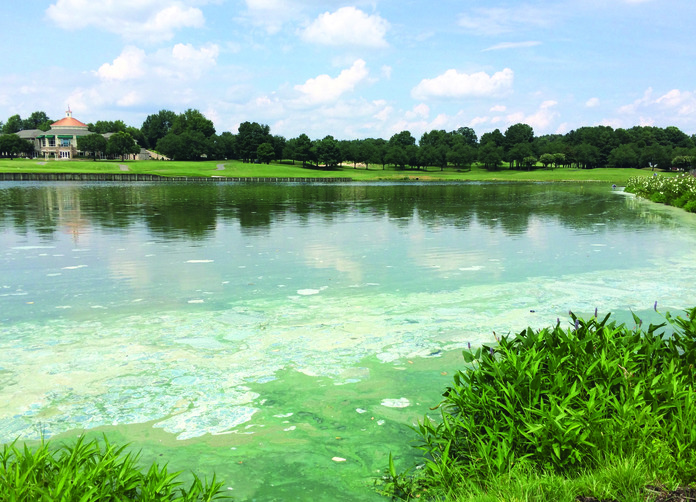 Cyanobacteria Toxic Algae Country Club