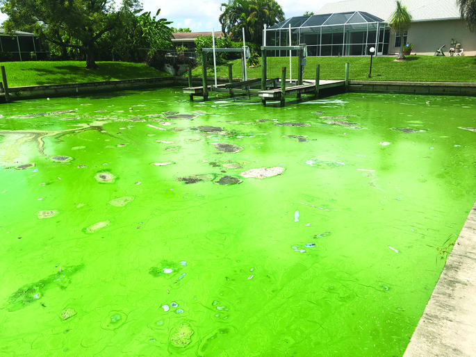 Cyanobacteria Toxic Algae Florida