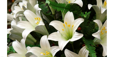In Memoriam of Joseph Rouse