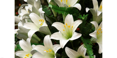 Ernie Romano Obituary