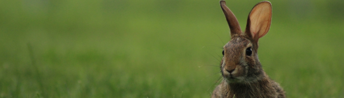 MHOA Weekly Newsletter