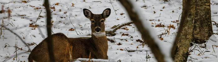 MHOA Weekly Newsletter