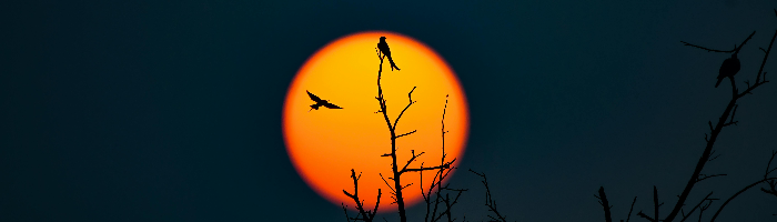 MHOA Weekly Newsletter