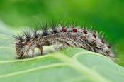 Gypsy Moth Caterpillar