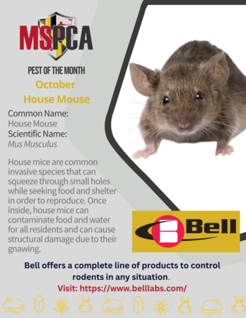 Pest of the Month: Rodents