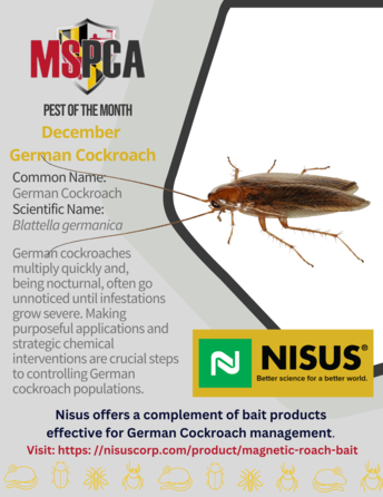 POTM December 24 German Cockroach