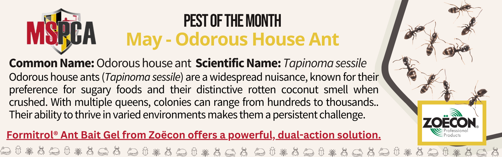 May POTM - Odorous house ant - Zoecon