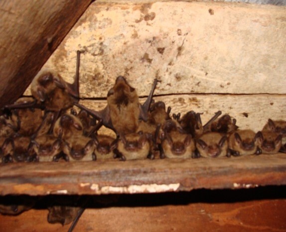 Bat