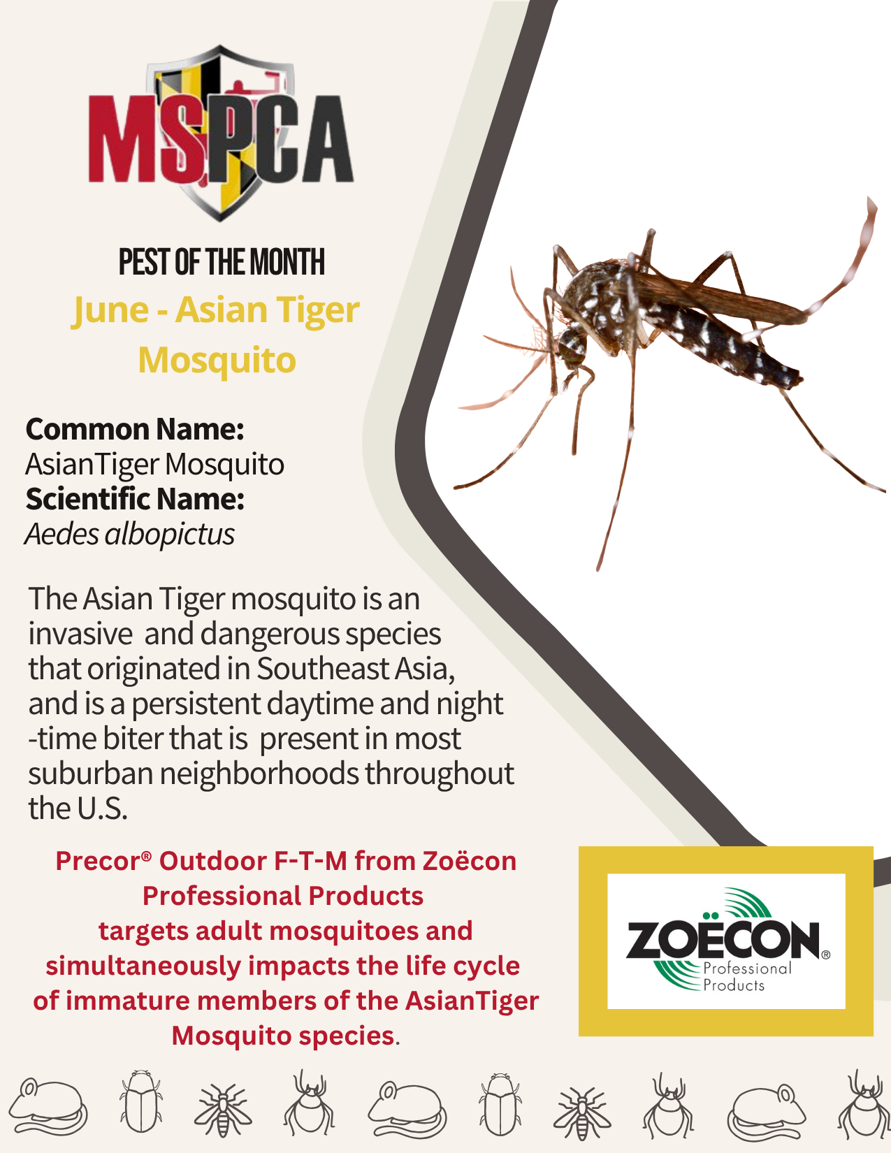 Asian tiger mosquito