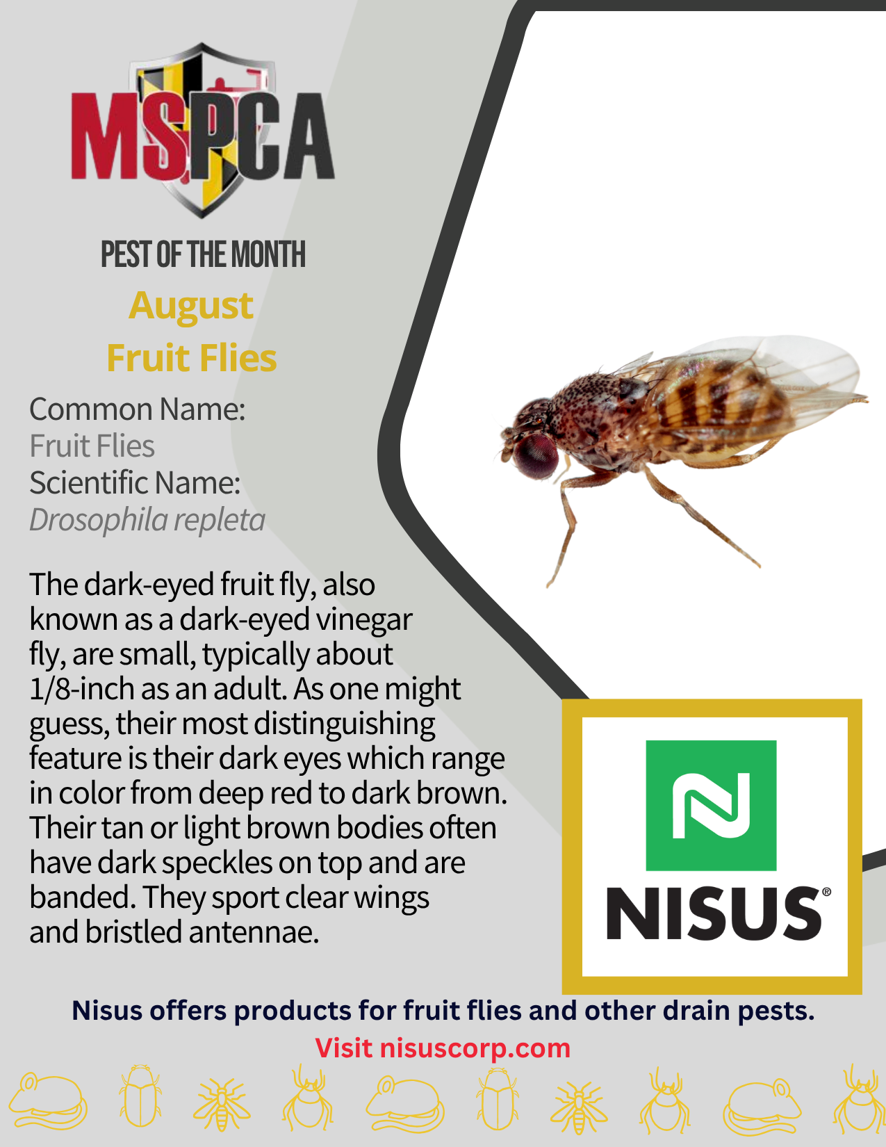 POTM August 2026 Fruit Fly Nisus