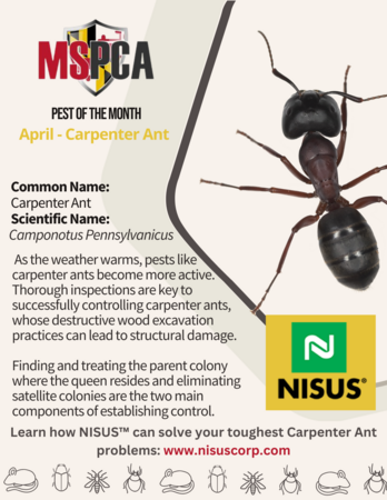 Carpenter Ants - Nisus 
