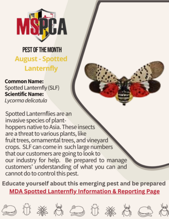 Spotted Lantern Fly - August 2023