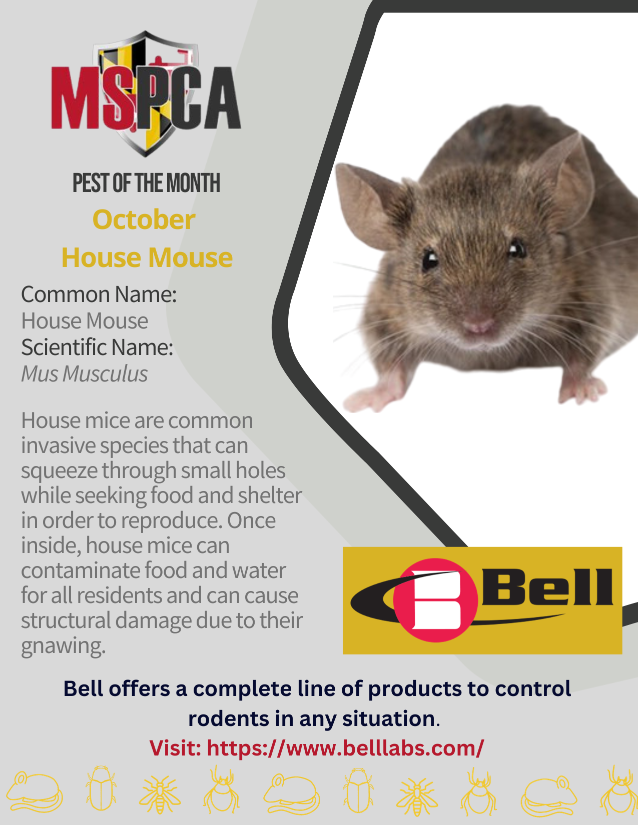 House Mouse - October 2023
