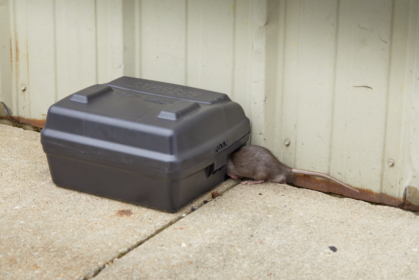 Get A Head Start in Keeping Winter Rodents Out