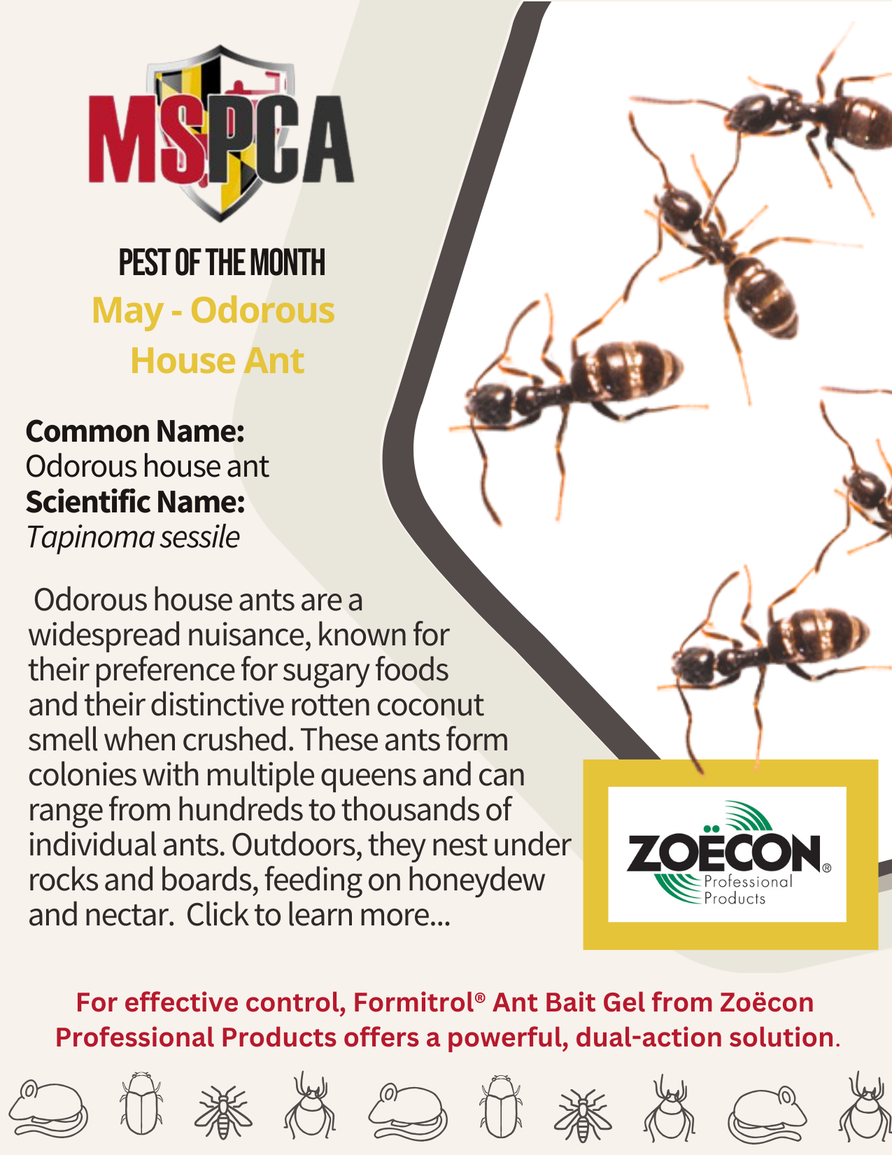 Pest of the Month