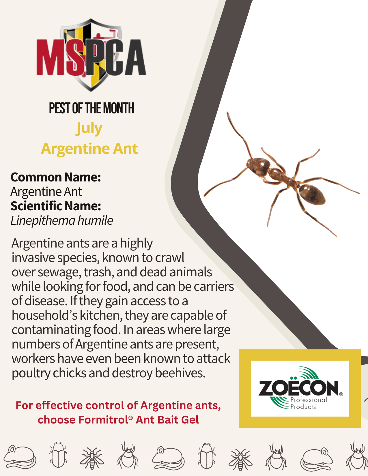 Argentine Ant - July 2025