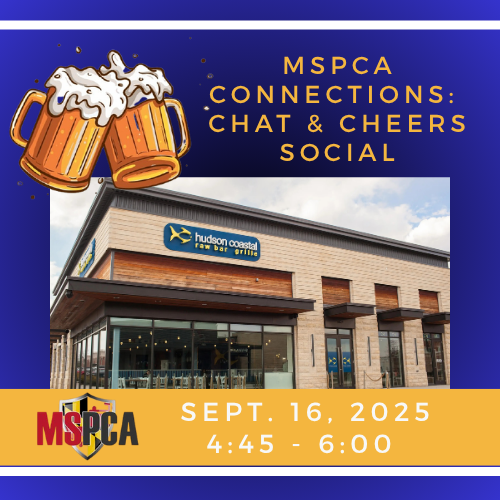 MSPCA Member Connections: Chat & Cheers Social