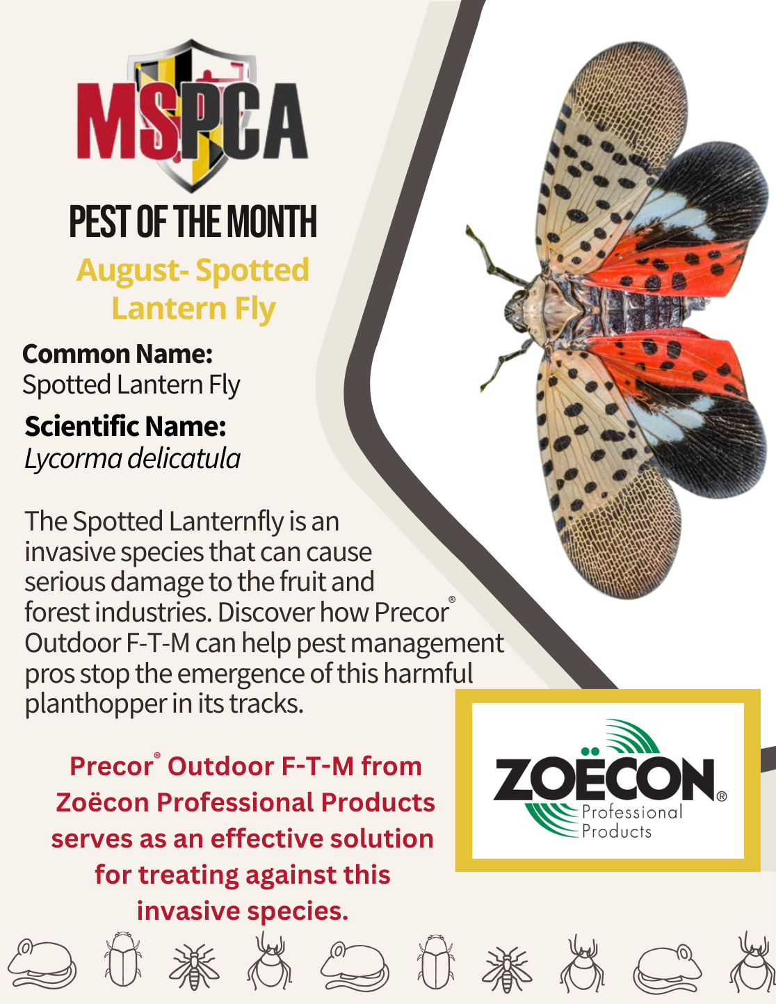 Spotted Lantern Fly - August 2025