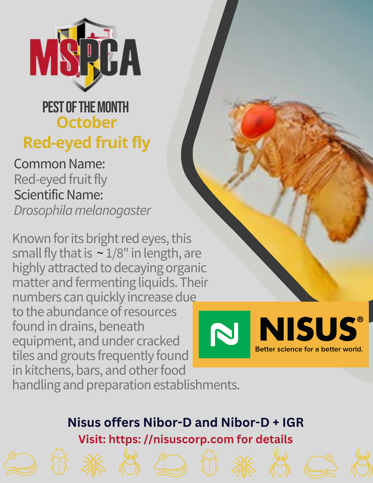Red Eyed Fruit Fly- October 2025
