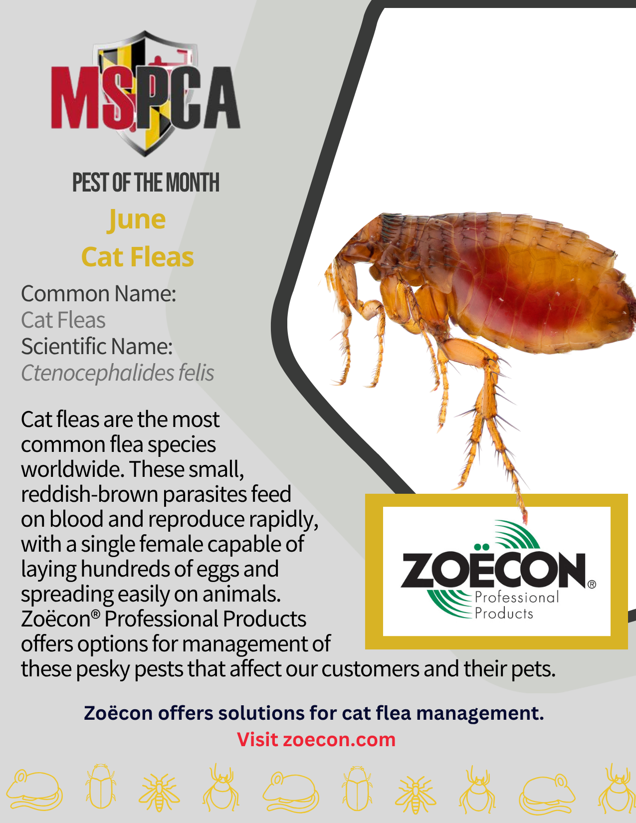 Cat Fleas - June 2026
