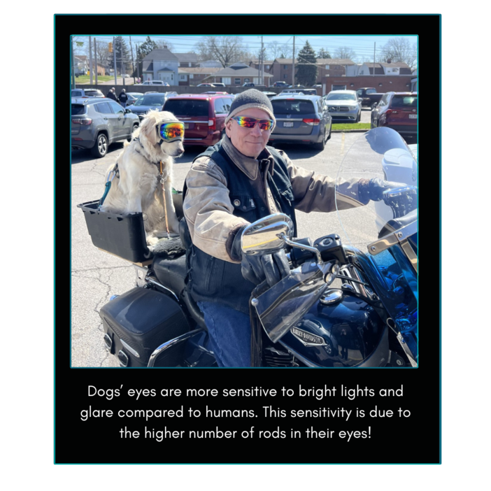 Dogs Eyes Are More Sensitive To Bright Lights And Glare Compared To Humans. This Sensitivity Is Due To The Higher Number Of Rod Cells In Their Eyes 2 