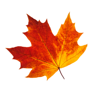 Leaf image Leaf image