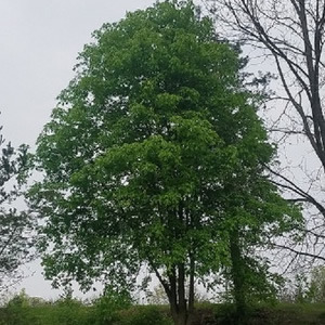 Buckeye Tree