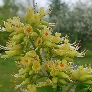 Buckeye Tree