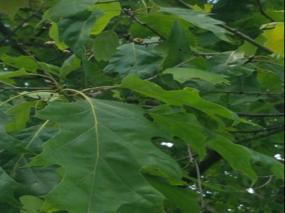 Red Oak Leaves