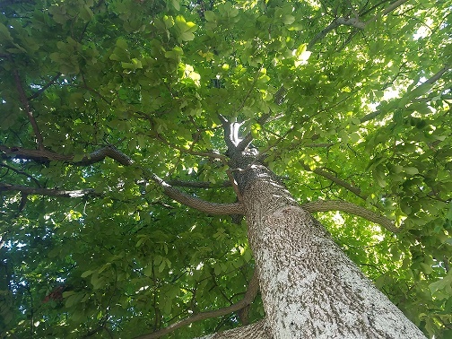 Tree Pic 4
