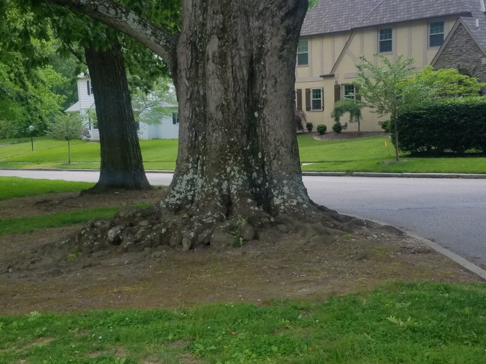 real tree with roots