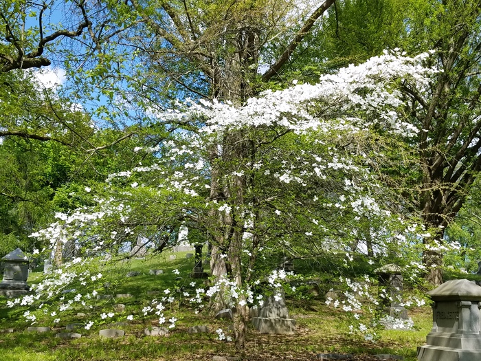 Dogwood 10