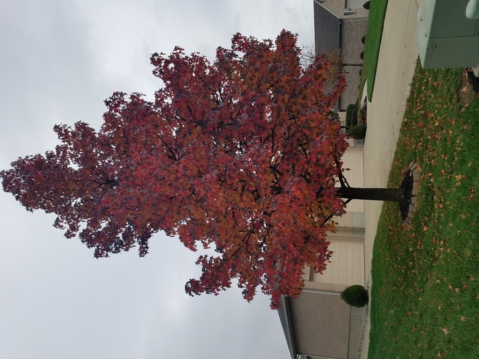 American Sweet Gum