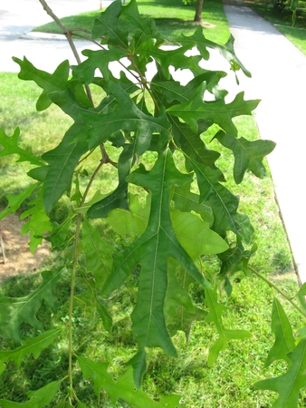 Overcup Acorn