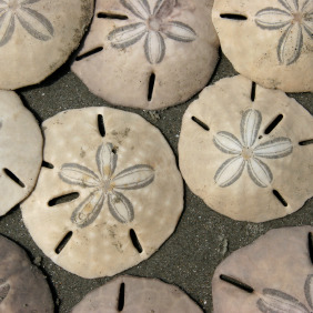 Sand Dollar Sand Dollar