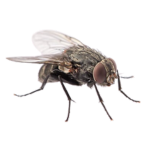 Pest Fly Transparent