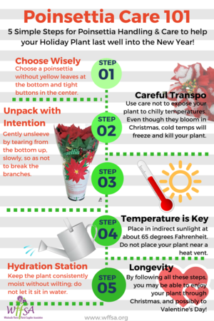 Poinsettia Care 101